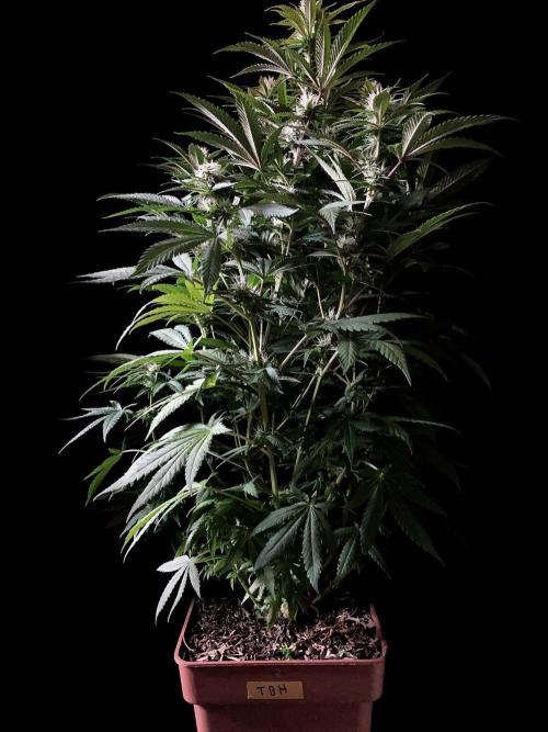 3M 🔥 Txerri Bilbo Haze. Week 10