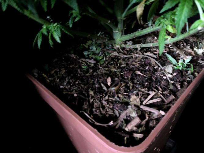 3M 🔥 Txerri Bilbo Haze. Week 10 - Sacred Mulch