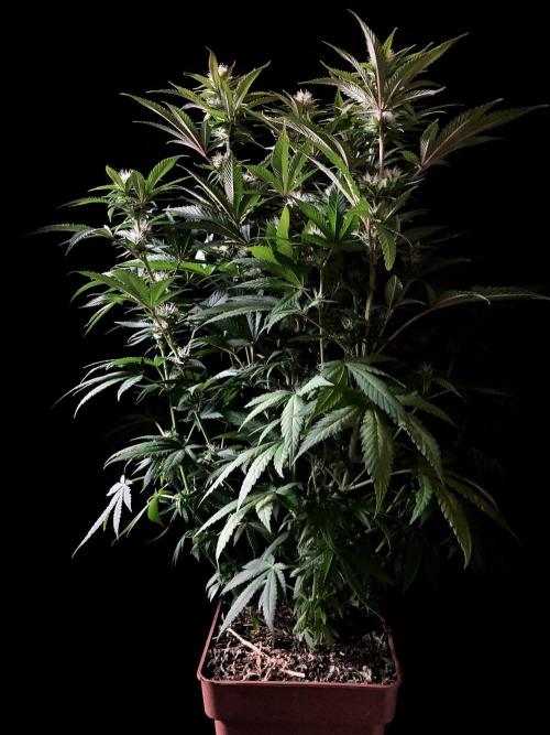 3M 🔥 Txerri Bilbo Haze. Week 10