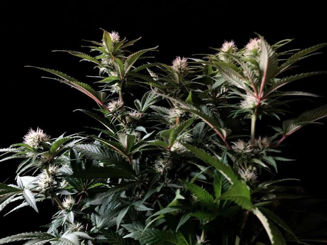 3M 🔥 Txerri Bilbo Haze. Week 10