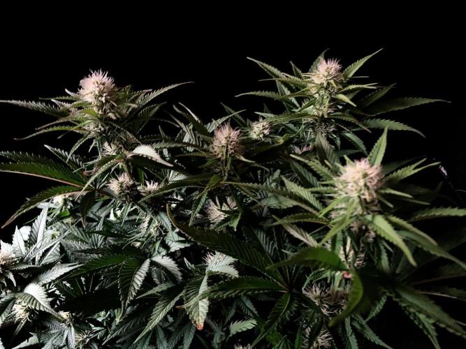 3M 🔥 Txerri Bilbo Haze. Week 10