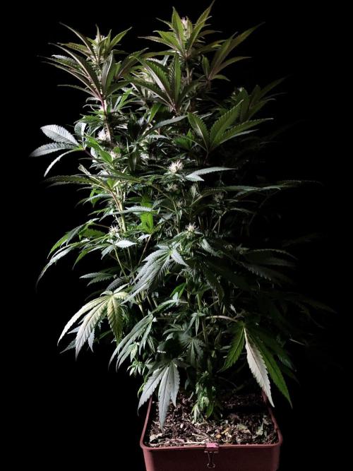 3M 🔥 Txerri Bilbo Haze. Week 10