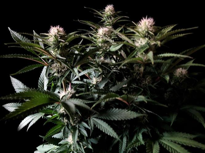 3M 🔥 Txerri Bilbo Haze. Week 10