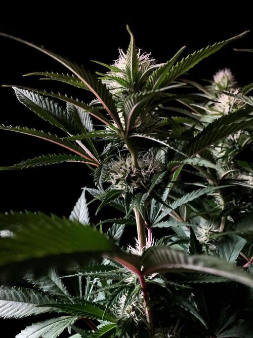 3M 🔥 Txerri Bilbo Haze. Week 10