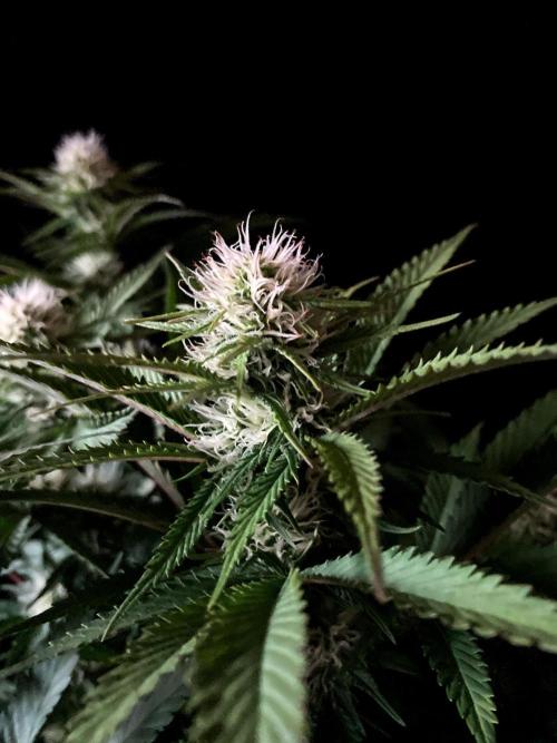 3M 🔥 Txerri Bilbo Haze. Week 10