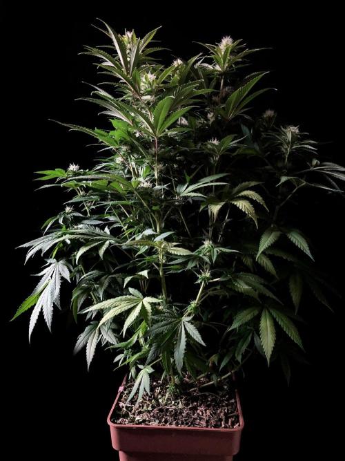 3M 🔥 Txerri Bilbo Haze. Week 10