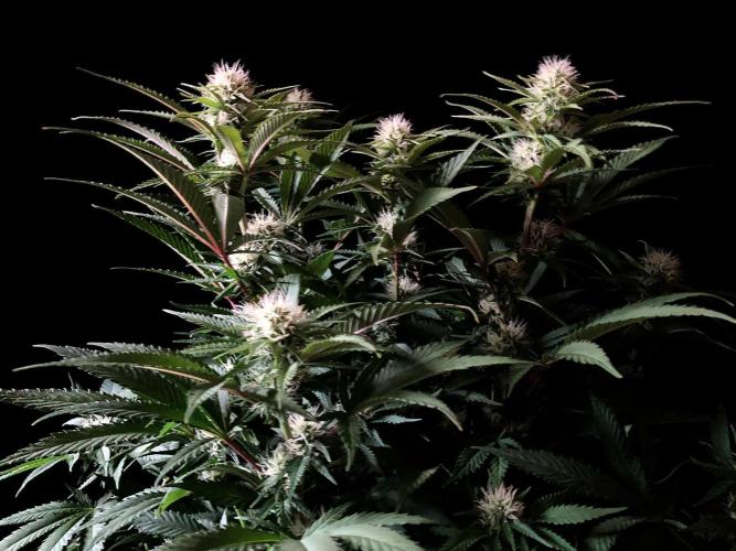 3M 🔥 Txerri Bilbo Haze. Week 10