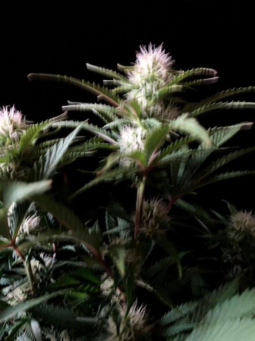 3M 🔥 Txerri Bilbo Haze. Week 10