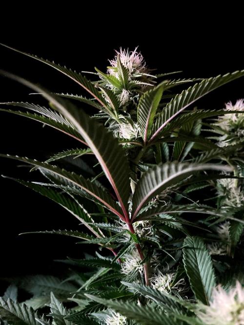 3M 🔥 Txerri Bilbo Haze. Week 10