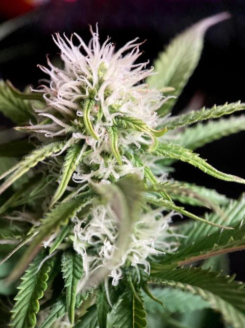 3M 🔥 Txerri Bilbo Haze. Week 10