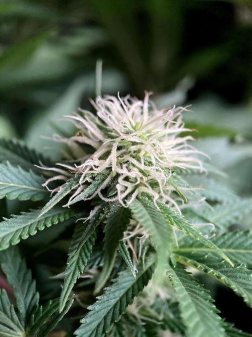 3M 🔥 Txerri Bilbo Haze. Week 10