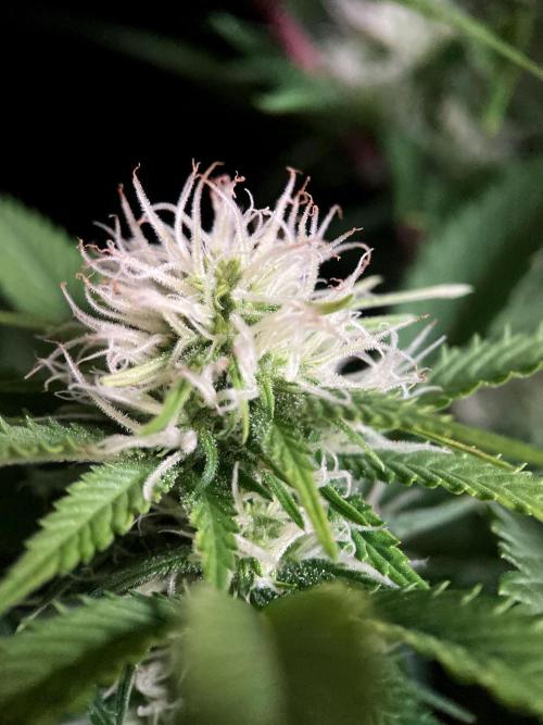 3M 🔥 Txerri Bilbo Haze. Week 10