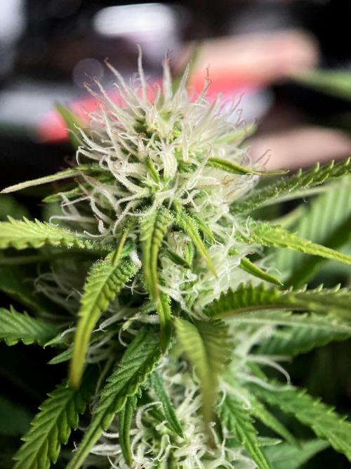 3M 🔥 Txerri Bilbo Haze. Week 10