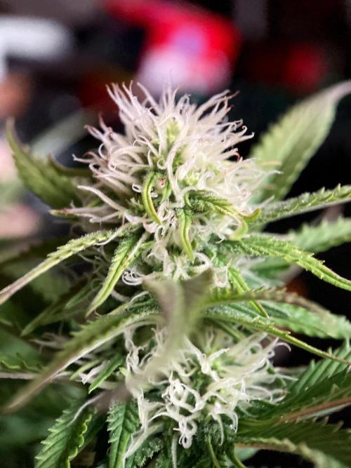 3M 🔥 Txerri Bilbo Haze. Week 10