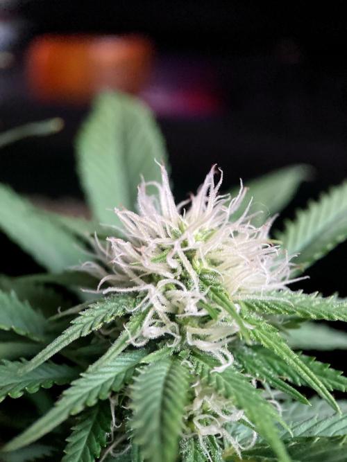 3M 🔥 Txerri Bilbo Haze. Week 10