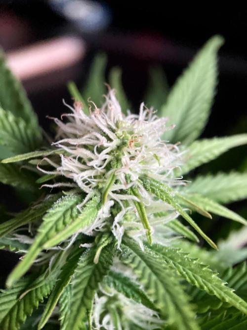 3M 🔥 Txerri Bilbo Haze. Week 10