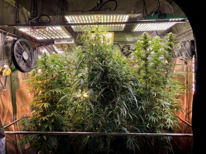 3M 🔥 Txerri Bilbo Haze. Week 10 - The Orange Home