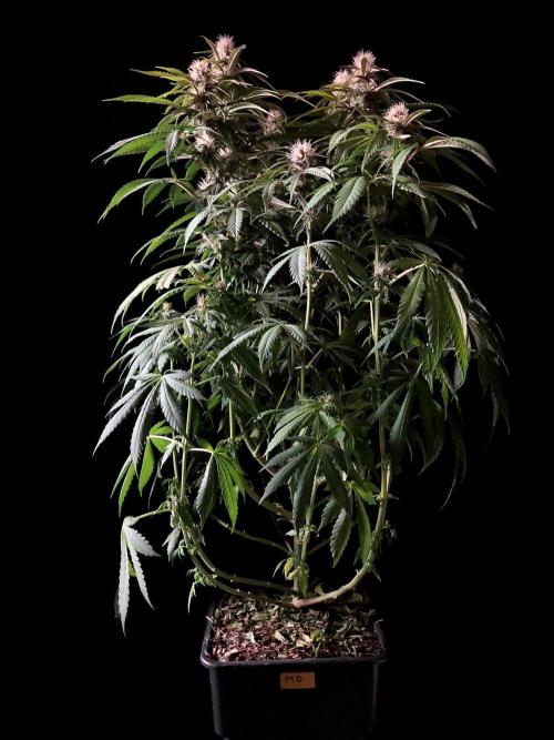 3M 🔻 Mendocino Purple Kush. Week 9