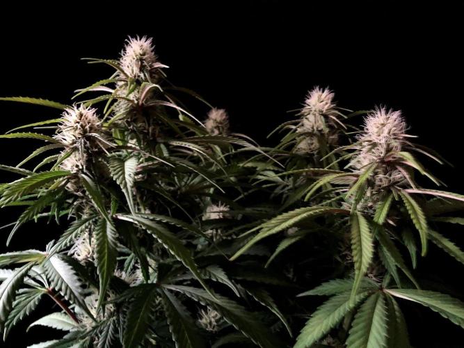 3M 🔻 Mendocino Purple Kush. Week 9