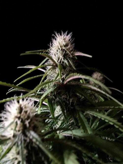 3M 🔻 Mendocino Purple Kush. Week 9