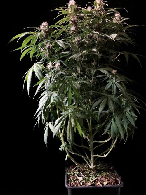 3M 🔻 Mendocino Purple Kush. Week 9