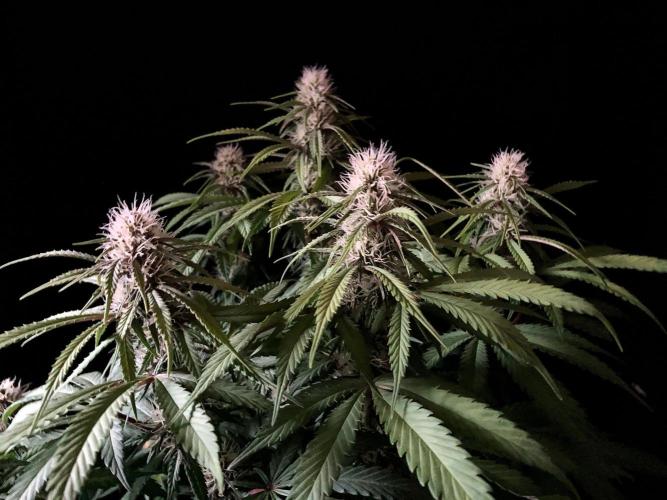 3M 🔻 Mendocino Purple Kush. Week 9