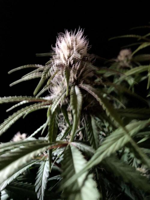 3M 🔻 Mendocino Purple Kush. Week 9