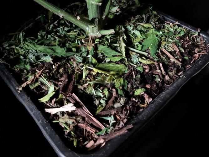 3M 🔻 Mendocino Purple Kush. Week 9 - Sacred Mulch