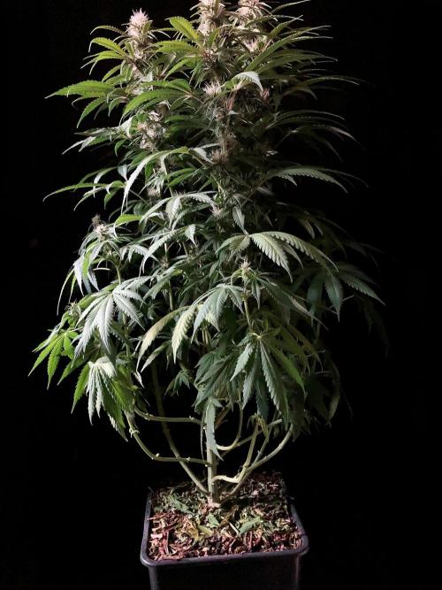 3M 🔻 Mendocino Purple Kush. Week 9