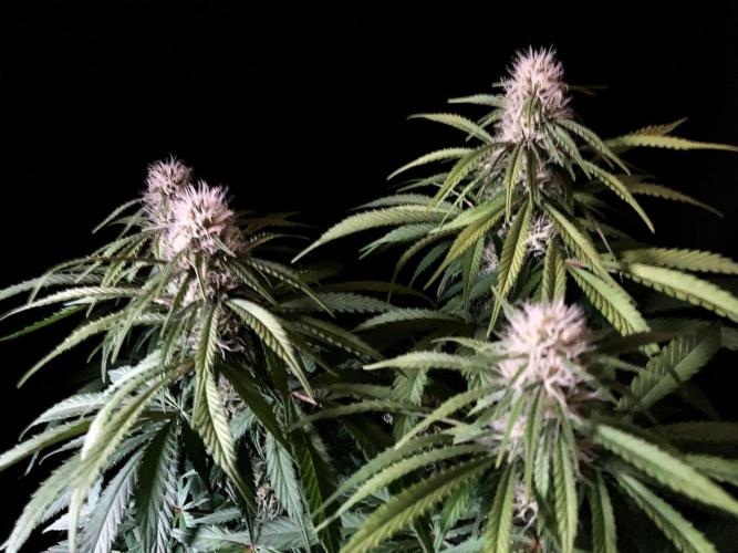 3M 🔻 Mendocino Purple Kush. Week 9