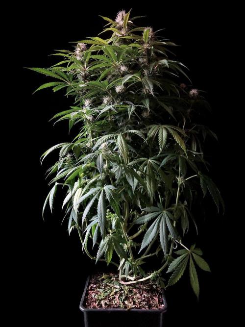 3M 🔻 Mendocino Purple Kush. Week 9