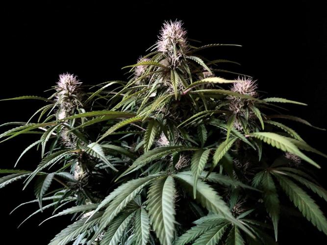 3M 🔻 Mendocino Purple Kush. Week 9