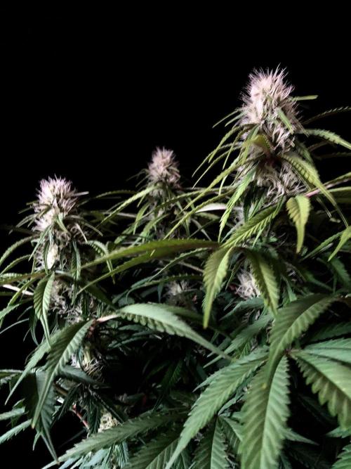 3M 🔻 Mendocino Purple Kush. Week 9