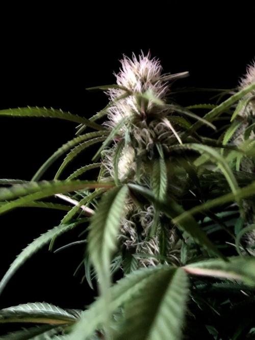 3M 🔻 Mendocino Purple Kush. Week 9