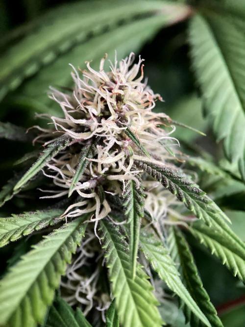 3M 🔻 Mendocino Purple Kush. Week 9