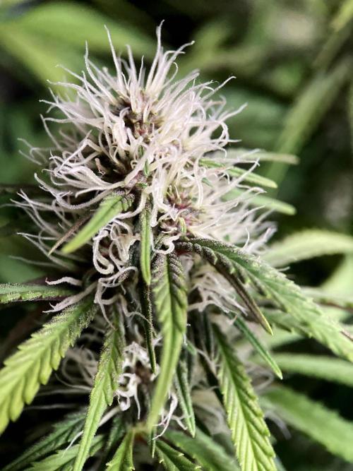 3M 🔻 Mendocino Purple Kush. Week 9