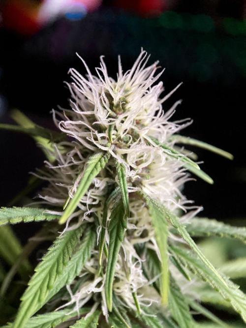 3M 🔻 Mendocino Purple Kush. Week 9