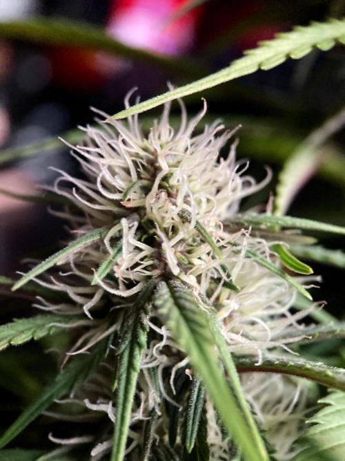 3M 🔻 Mendocino Purple Kush. Week 9