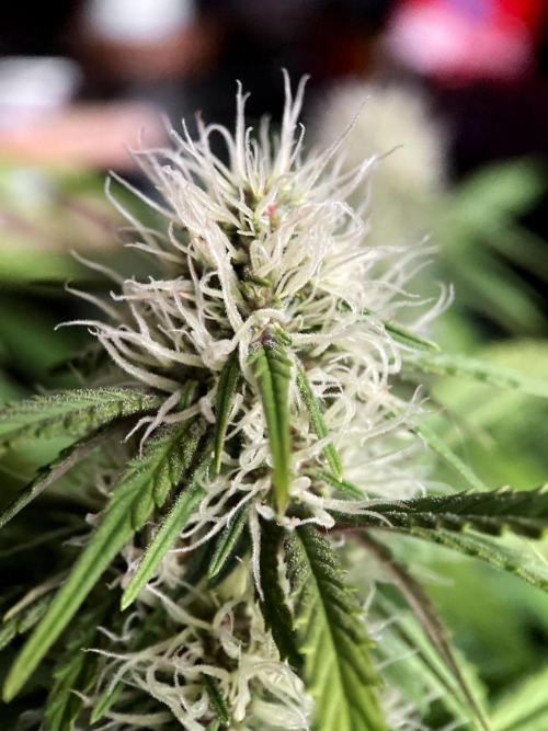 3M 🔻 Mendocino Purple Kush. Week 9