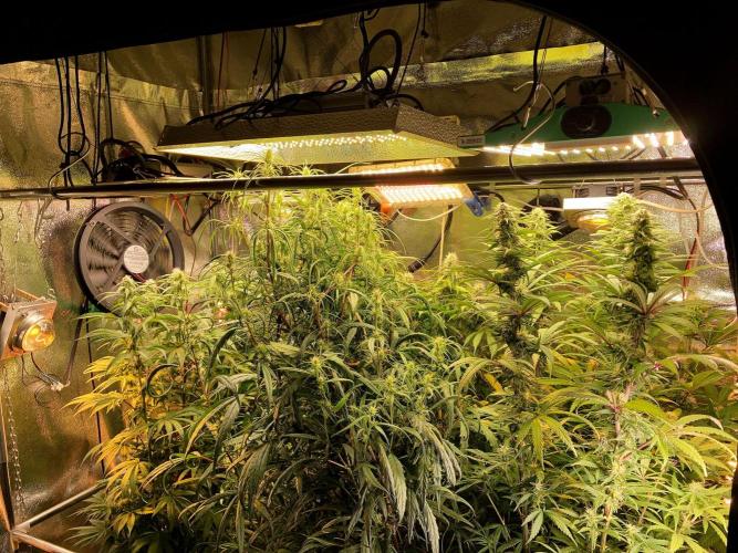 3M 🔻 Mendocino Purple Kush. Week 9