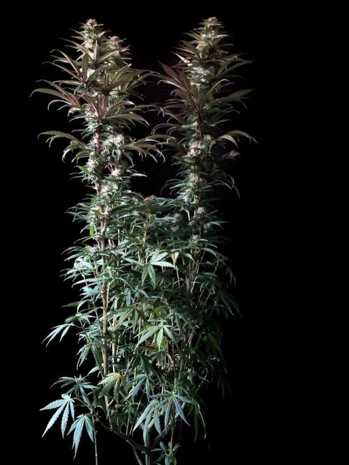 3M 🌟 Bahia Black Head. Week 11