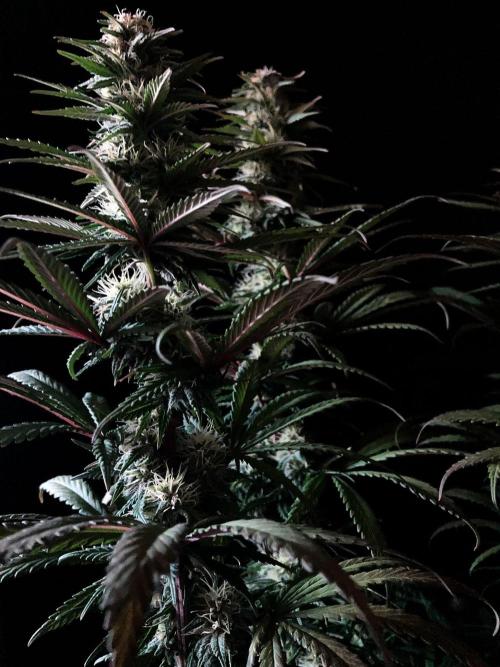 3M 🌟 Bahia Black Head. Week 11