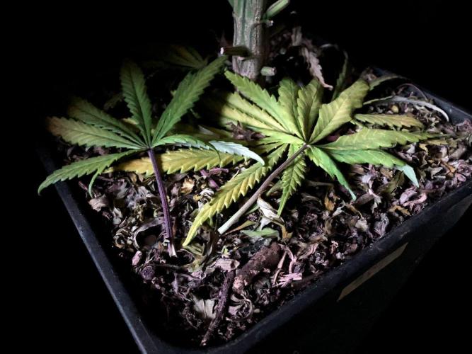 3M 🌟 Bahia Black Head. Week 11 - Sacred Mulch