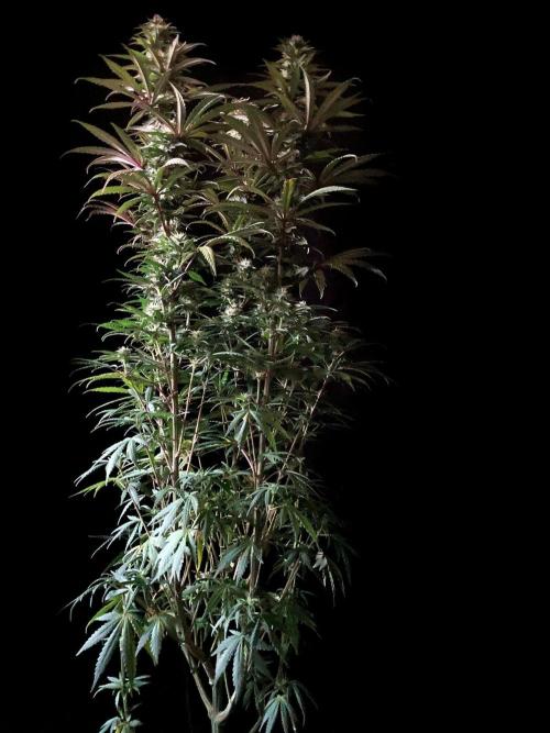 3M 🌟 Bahia Black Head. Week 11