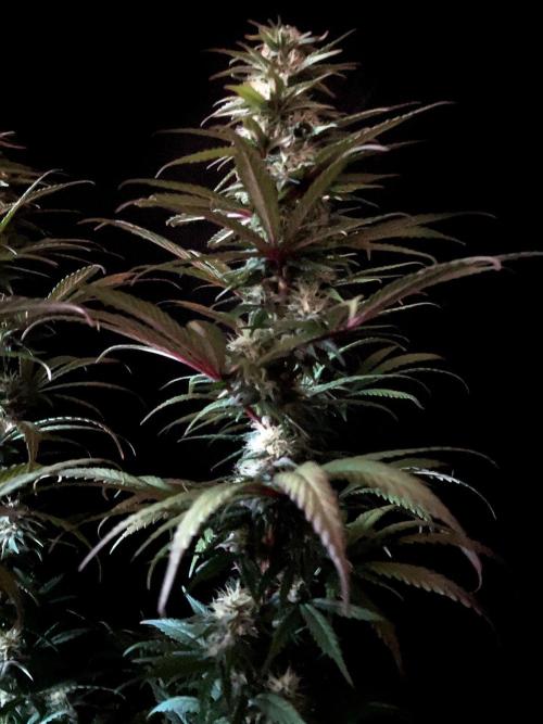 3M 🌟 Bahia Black Head. Week 11