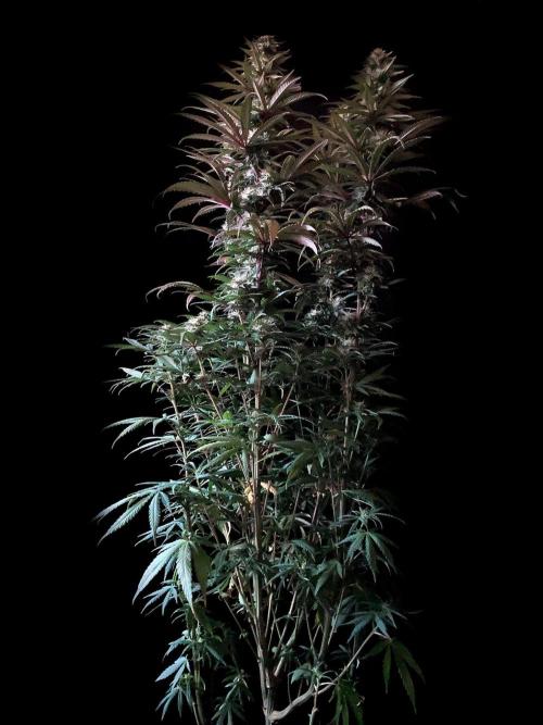 3M 🌟 Bahia Black Head. Week 11