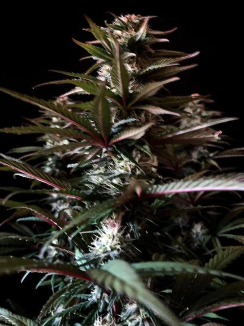 3M 🌟 Bahia Black Head. Week 11