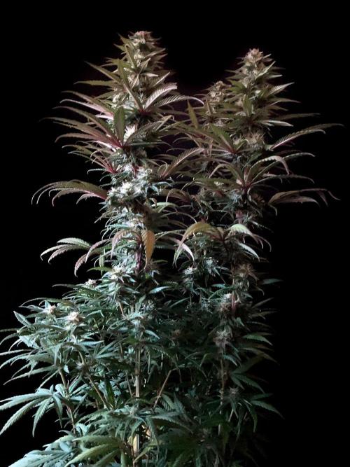 3M 🌟 Bahia Black Head. Week 11