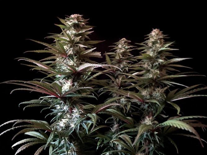 3M 🌟 Bahia Black Head. Week 11