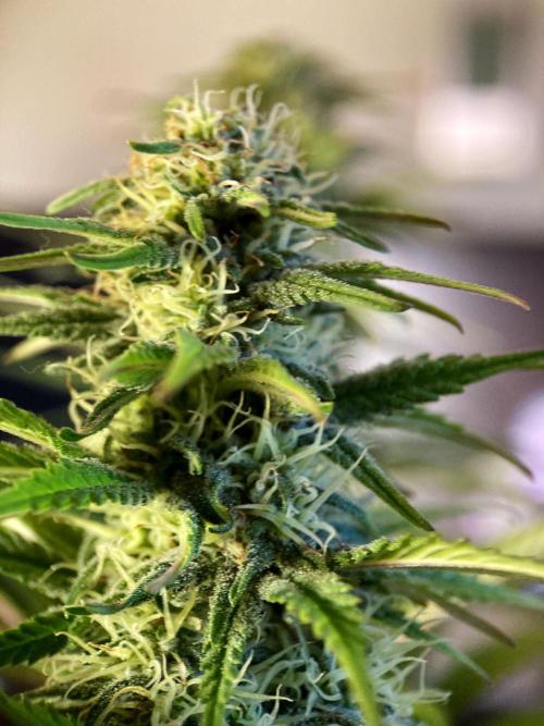 3M 🌟 Bahia Black Head. Week 11